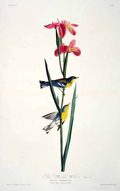 Blue Yellow-back Warbler, de Birds of America, grabado por Robert Havell de John James after Audubon