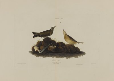 Brown Lark, de Birds of America, grabado por Robert Havell de John James after Audubon