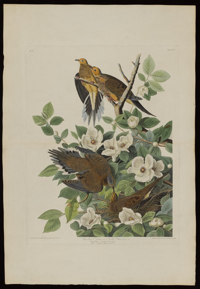 Paloma de Carolina o Tórtola, de Pájaros de América, grabado por Robert Havell (1793-1878) de John James after Audubon