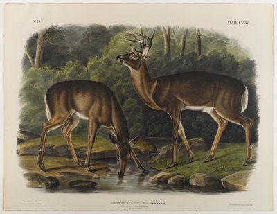 Ciervo común o de Virginia, grabado por John T. Bowen (1801-c.1856) 1848 de John James after Audubon