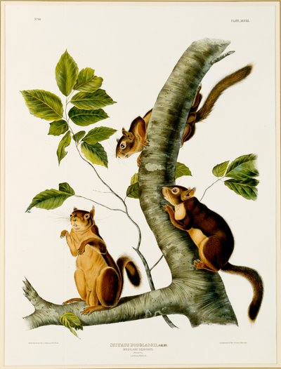 Ardilla Douglas, del folio Los Cuadrúpedos Vivíparos de América del Norte, publicado en 1845, 1844 de John James after Audubon