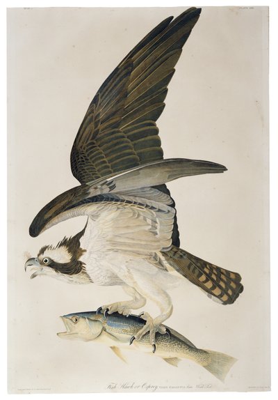 Águila Pescadora o Halcón Pescador, litografía de Julius Bien (1826-1909), 1860 de John James after Audubon