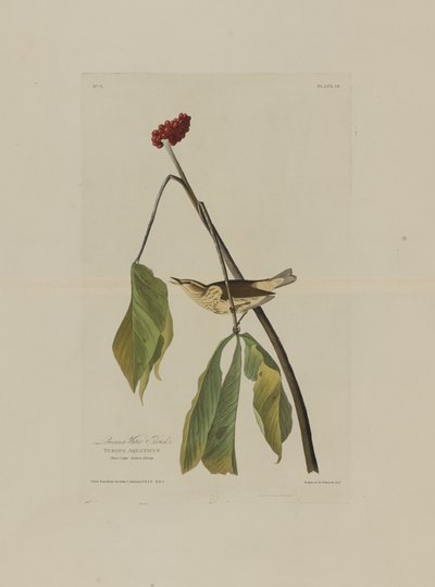 Louisiana Water Thrush, de Birds of America, grabado por Robert Havell de John James after Audubon