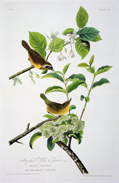 Garganta Amarilla de Maryland, de Pájaros de América, grabado por Robert Havell (1793-1878) de John James after Audubon