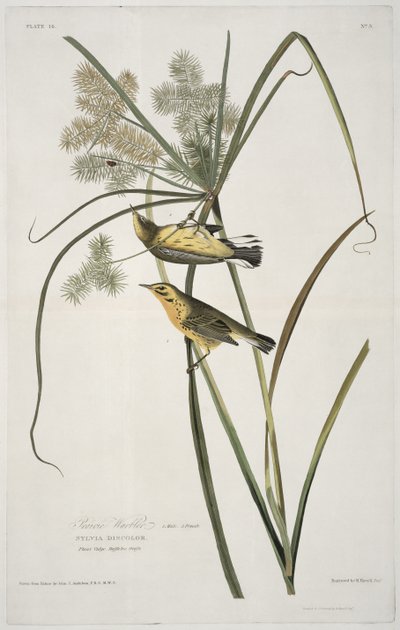 Prairie Warbler, de Birds of America, grabado por Robert Havell de John James after Audubon