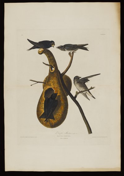 Martín Púrpura, de Pájaros de América, grabado por Robert Havell (1793-1878) de John James after Audubon