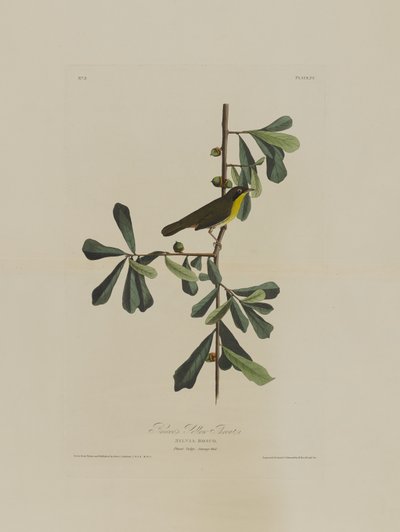 Garganta Amarilla de Roscoe, de Pájaros de América, grabado por Robert Havell (1793-1878) de John James after Audubon
