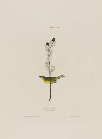 Selbys Fly Catcher, de Birds of America, grabado por Robert Havell de John James after Audubon