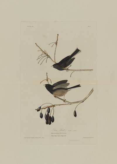 Pájaro de nieve, de Aves de América, grabado por Robert Havell (1793-1878) de John James after Audubon