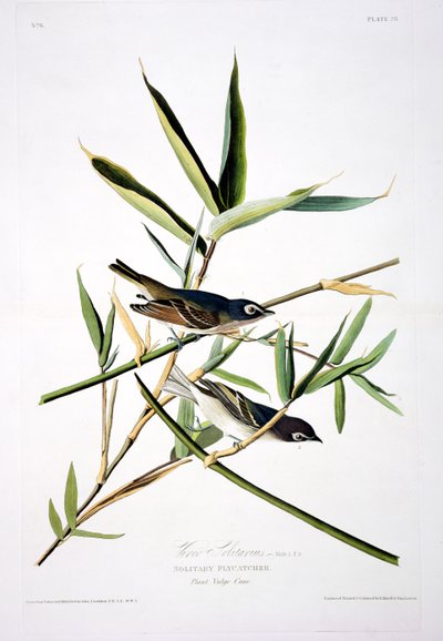 Atrapamoscas Solitario, de Pájaros de América, grabado por Robert Havell (1793-1878) de John James after Audubon