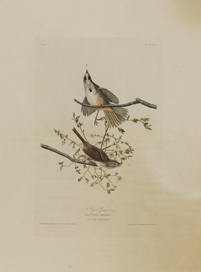 Gorrión Cantor, de Pájaros de América, grabado por Robert Havell (1793-1878) de John James after Audubon