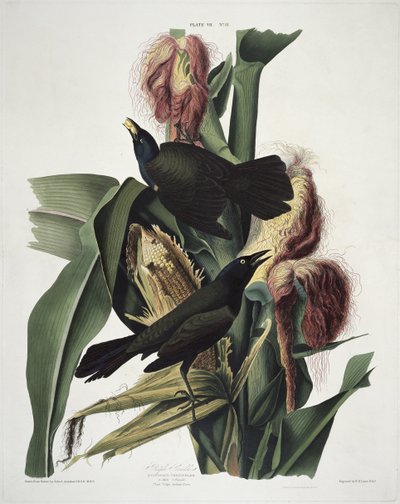 El Tordo Púrpura, de Pájaros de América, grabado por Robert Havell (1793-1878) de John James after Audubon