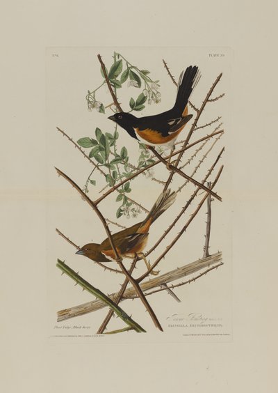 El Towhe Bunting, de Pájaros de América, grabado por Robert Havell (1793-1878) de John James after Audubon