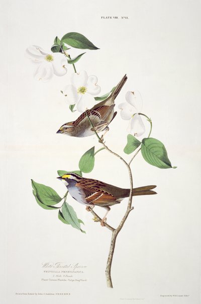 White Throated Sparrow, de Birds of America, grabado por Robert Havell de John James after Audubon