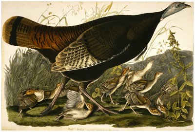 Pavo salvaje, grabado por William Home Lizars (1788-1859) c.1827-32 de John James after Audubon