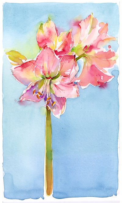 Amarilis con Fondo Aqua de John Keeling