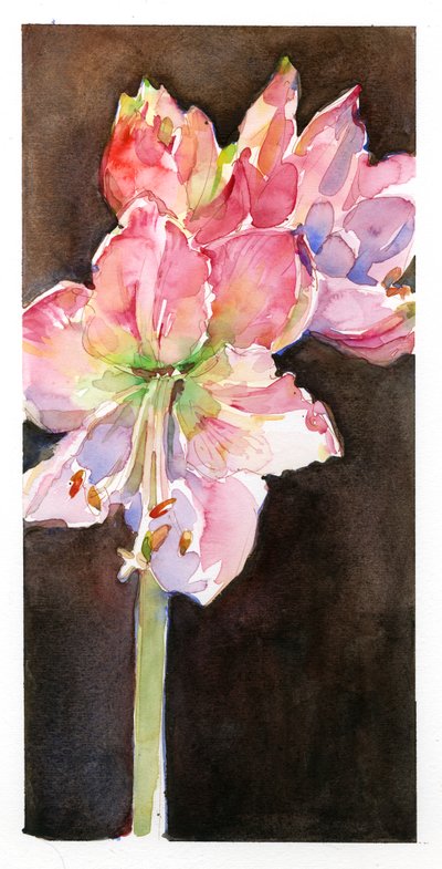Amarilis con Fondo Marrón de John Keeling