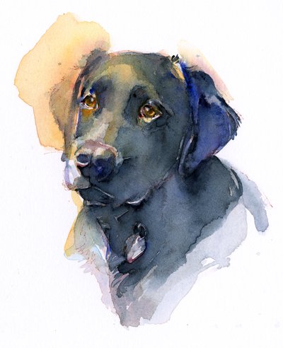 Labrador Negro de John Keeling