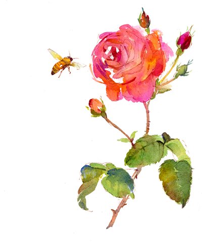 Rosa con Abeja de John Keeling