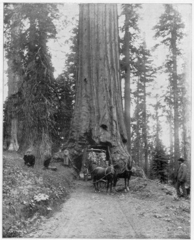 Carretera atravesando una secuoya gigante, Mariposa Grove, Wawona, California, finales del siglo XIX de John L. Stoddard