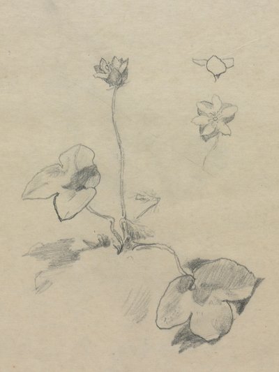 Anémona de John La Farge
