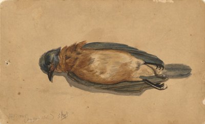 Pájaro muerto de John La Farge