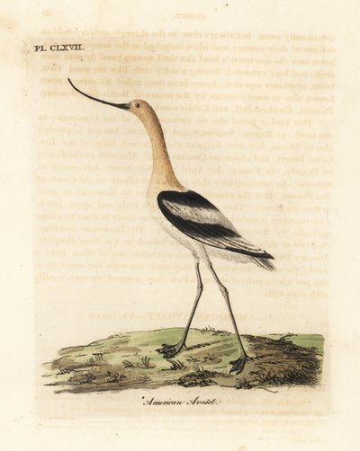 Avoceta americana, Recurvirostra americana. De A General History of Birds, Winchester de John Latham