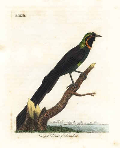 Astrapia de Arfak, Astrapia nigra (Ave del paraíso de garganta, Paradisea gularis). Grabado en cobre coloreado a mano dibujado y grabado por John Latham de su propia Historia General de las Aves, Winchester de John Latham