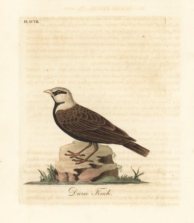 Gorrión alondra coronado de ceniza, Ereopterix griseus (Duree finch, Emberiza gingica). Grabado en cobre coloreado a mano dibujado y grabado por John Latham de su propia Historia General de las Aves, Winchester de John Latham