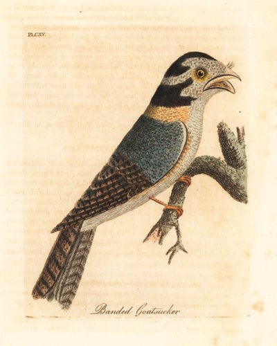Autillo nocturno australiano, Aegotheles cristatus o podargo leonado, Podargus strigoides. Grabado a mano coloreado por John Latham de su propia Historia General de las Aves, Winchester de John Latham