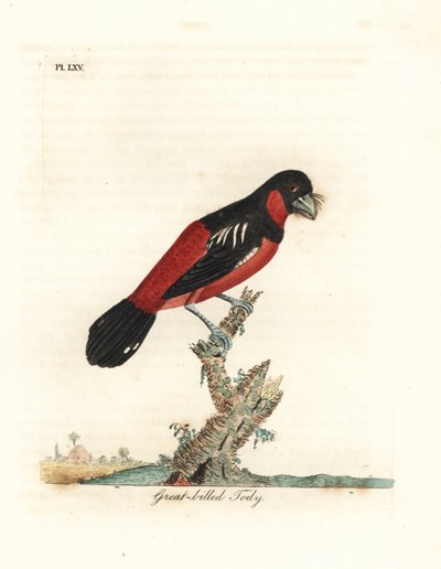 Eurylaimus negro y rojo, Cymbirhynchus macrorhynchos (Todus de pico grande, Todus nasutus). Grabado en cobre coloreado a mano dibujado y grabado por John Latham de su propia Historia General de las Aves, Winchester de John Latham
