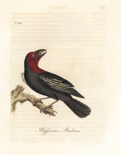 Barbudo de pico negro, Lybius guifsobalito. Grabado a mano coloreado por John Latham de su propia Historia General de las Aves, Winchester de John Latham
