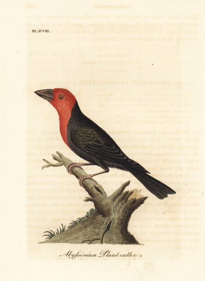 Barbudo de pico negro, Lybius guifsobalito (Cortador de plantas abisinio, Loxia tridactyla). Grabado en cobre coloreado a mano dibujado y grabado por John Latham de su propia Historia General de las Aves, Winchester de John Latham