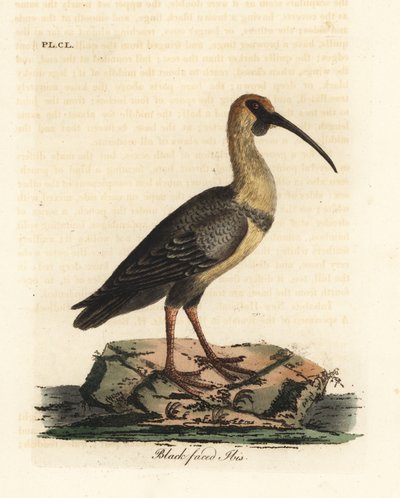 Ibis de cara negra, Theristicus melanopis (Tántalo melanops). De A General History of Birds, Winchester de John Latham