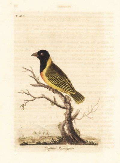 Tejedor de cabeza negra y collar amarillo, Ploceus melanocephalus capitalis (Tangara capital, Tanagra capitalis). Grabado en cobre coloreado a mano dibujado y grabado por John Latham de su propia Historia General de las Aves, Winchester de John Latham