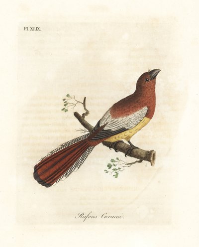Trogón de garganta negra, Trogon rufus, hembra (Curucui rufo, Trogon rufus). Copiado de la ilustración de Martinet del Cayenne para Buffon Coucou a queue rousse. De A General History of Birds, Winchester de John Latham