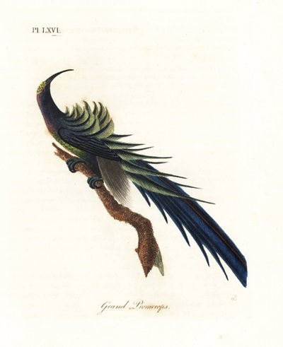 Ave del paraíso de pico negro, Epimachus fastosus. Vulnerable. Nueva Guinea. Grabado a mano coloreado por John Latham de su propia Historia General de las Aves, Winchester de John Latham