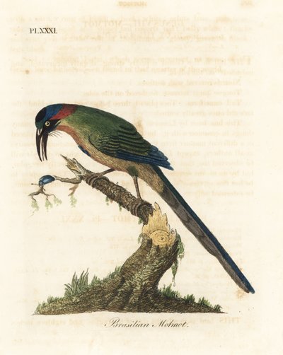 Momoto coronado azul, Momotus momota (Momoto brasileño, Momotus brasiliensis). Grabado en cobre coloreado a mano dibujado y grabado por John Latham de su propia Historia General de las Aves, Winchester de John Latham