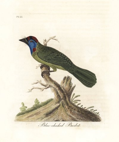 Barbudo de garganta azul o de montaña, Psilopogon asiaticus. (Barbudo de mejillas azules, Trogon asiaticus). De A General History of Birds, Winchester de John Latham