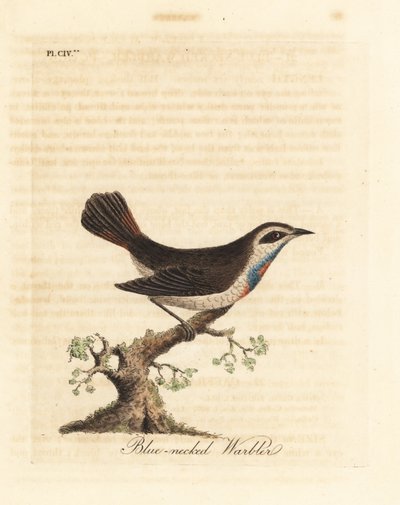 Pechiazul, Luscinia svecica. Grabado a mano coloreado por John Latham de su propia Historia General de las Aves, Winchester de John Latham