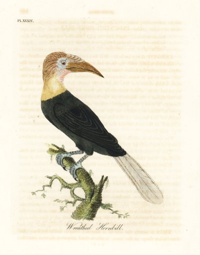 Cálao de Blyth o de Papúa, Rhyticeros plicatus. Grabado a mano en cobre por John Latham de su propia A General History of Birds, Winchester de John Latham