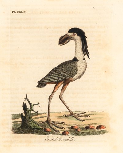 Garcita cucharona, Cochlearius cochlearius (Cucharón crestado o cucharón ceniciento, Cancroma cochlearia). De A General History of Birds, Winchester de John Latham