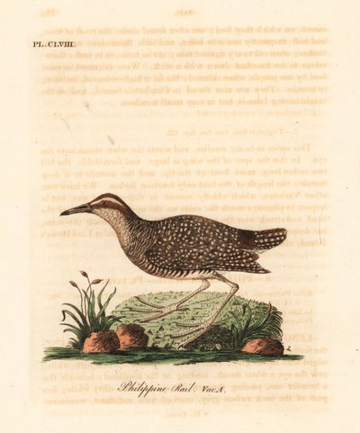 Rascón filipino, Gallirallus philippensis (Rascón filipino, Rallus philippensis). De A General History of Birds, Winchester de John Latham