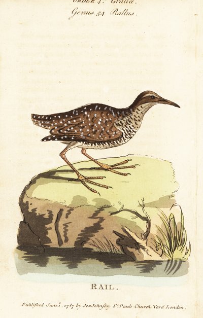 Rascón de banda buff, Gallirallus philippensis de John Latham