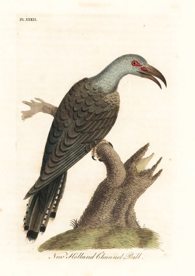 Cuco de pico canalizado, Scythrops novaehollandiae (cuco de Australasia, Psittaceous hornbill). Grabado en cobre coloreado a mano dibujado y grabado por John Latham de su propia A General History of Birds, Winchester de John Latham