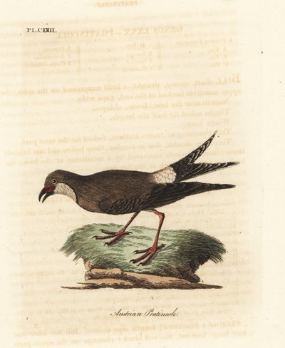 Canastera común, Glareola pratincola. Grabado a mano coloreado por John Latham de su propia Historia General de las Aves, Winchester de John Latham