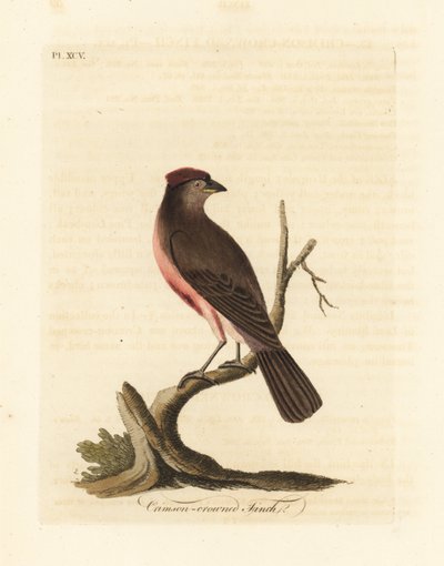 Pardillo común, Carduelis flammea (Pinzón de corona carmesí, Fringilla flammea). Grabado en cobre coloreado a mano dibujado y grabado por John Latham de su propia Historia General de las Aves, Winchester de John Latham