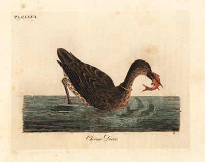 Cormorán usado para la pesca en Asia, quizás un cormorán grande, Phalacrocorax carbo, o cormorán japonés, Phalacrocorax capillatus. (Buzo chino, Colymbus sinensis). De A General History of Birds, Winchester de John Latham