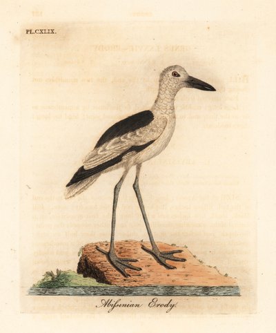 Chorlito cangrejero, Dromas ardeola (Garza abisinia, Ardea pondiceriana). De A General History of Birds, Winchester de John Latham