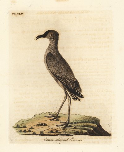 Corredor crema, Cursorius cursor (Cursorius europaeus). Grabado en cobre coloreado a mano dibujado y grabado por John Latham de su propia A General History of Birds, Winchester de John Latham